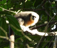 Plecturocebus moloch