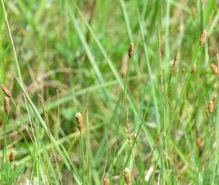 Eleocharis compressa