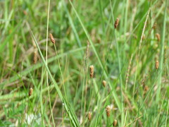 Eleocharis compressa