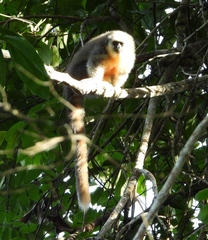 Plecturocebus moloch