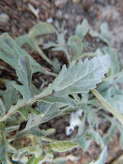Ambrosia grayi