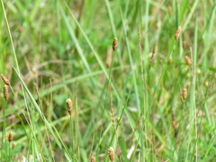 Eleocharis compressa