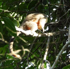 Plecturocebus moloch