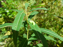 Scoliopteryx libatrix