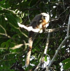 Plecturocebus moloch