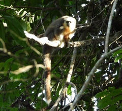 Plecturocebus moloch