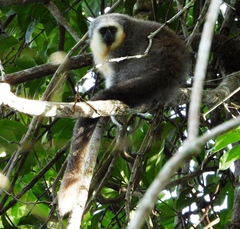 Plecturocebus moloch