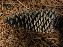 Pinus devoniana