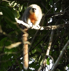 Plecturocebus moloch