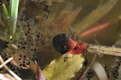 Planorbarius corneus