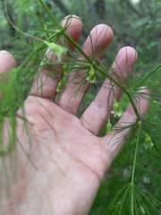 Asparagus tenuifolius