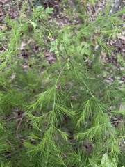 Asparagus tenuifolius