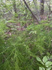 Asparagus tenuifolius
