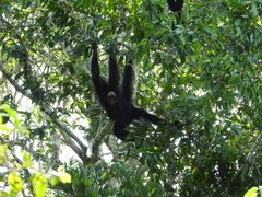 Ateles marginatus