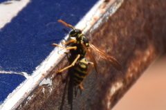 Polistes dominula