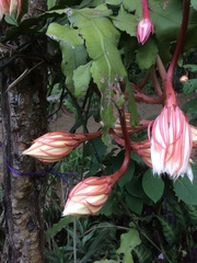 Epiphyllum oxypetalum