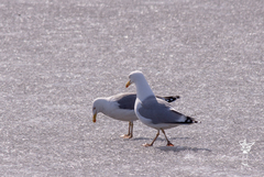 Larus argentatus