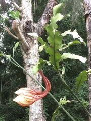 Epiphyllum oxypetalum