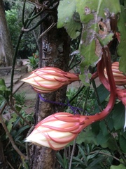 Epiphyllum oxypetalum