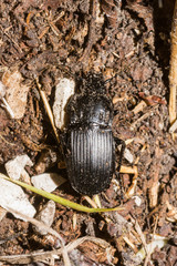 Abax parallelepipedus