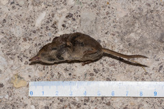 Sorex minutus