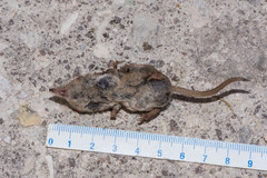 Sorex minutus