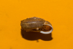 Campylaea illyrica