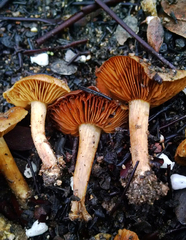 Leprocybe