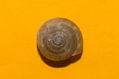 Aegopis gemonensis