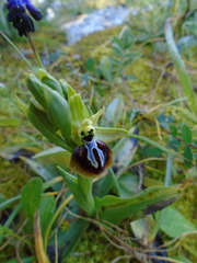Ophrys sphegodes aesculapii