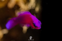 Pseudochromis fridmani