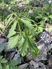 Ranunculus cassubicus