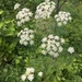 Poison Hemlock - Photo (c) Kate Bullock, some rights reserved (CC BY-NC)
