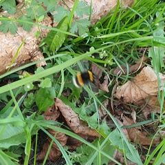 Bombus