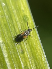 Anaspis fasciata