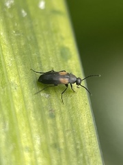 Anaspis fasciata