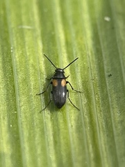 Anaspis fasciata
