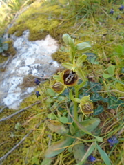 Ophrys sphegodes aesculapii