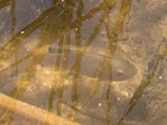 Cyprinodon macularius