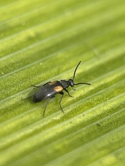 Anaspis fasciata