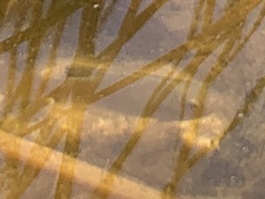 Cyprinodon macularius