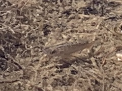 Cyprinodon macularius