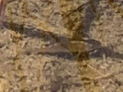 Cyprinodon macularius