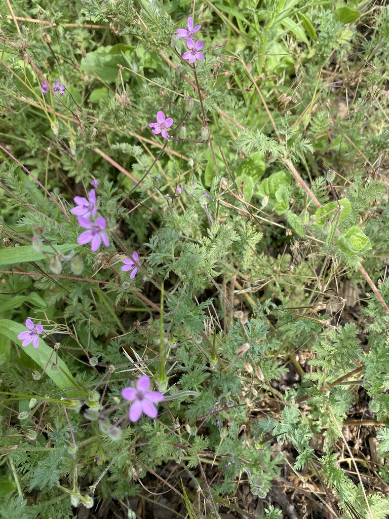 Redstem Stork's-bill from University of California - Davis, Davis, CA ...