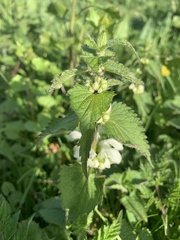 Lamium album