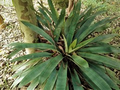 Vriesea gigantea