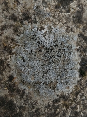 Circinaria hoffmanniana