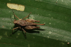 Otumba dentata