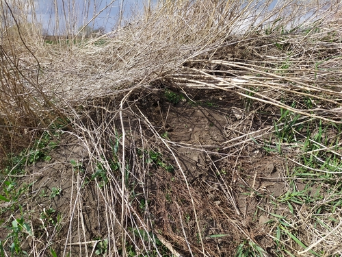 Mound-building Mouse
