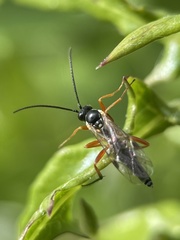 Ichneumonidae